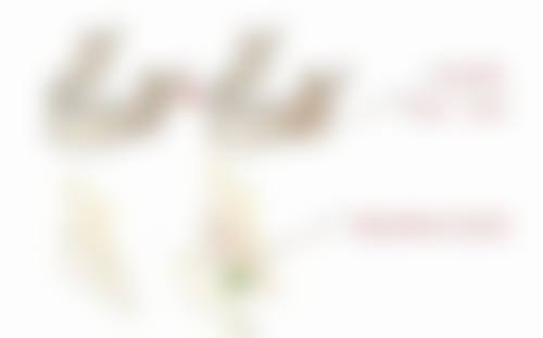 二、吉林瑞澳医学美容井明医生擅长项目